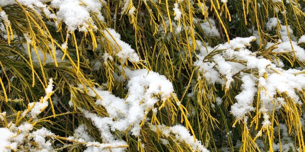 An evergreen shrub covered with patches of snow.