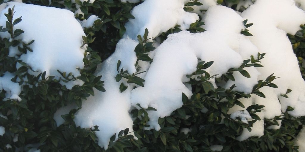 A broadleaf evergreen shrub covered with snow.