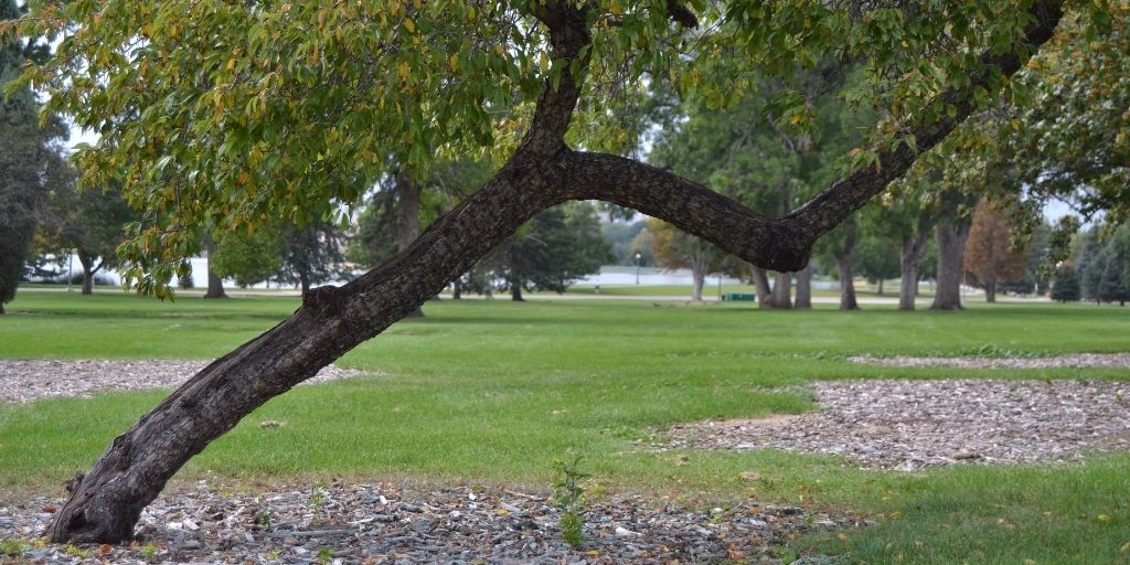 A tree grows at an angle in New Jersey.