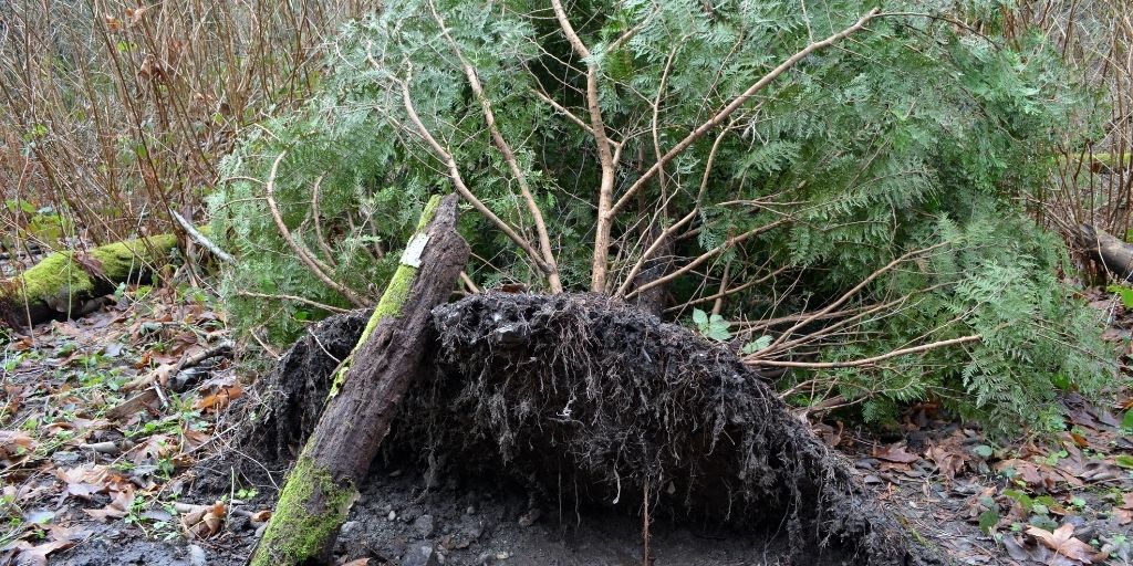 An uprooted tree with a large but shallow root system exposed.