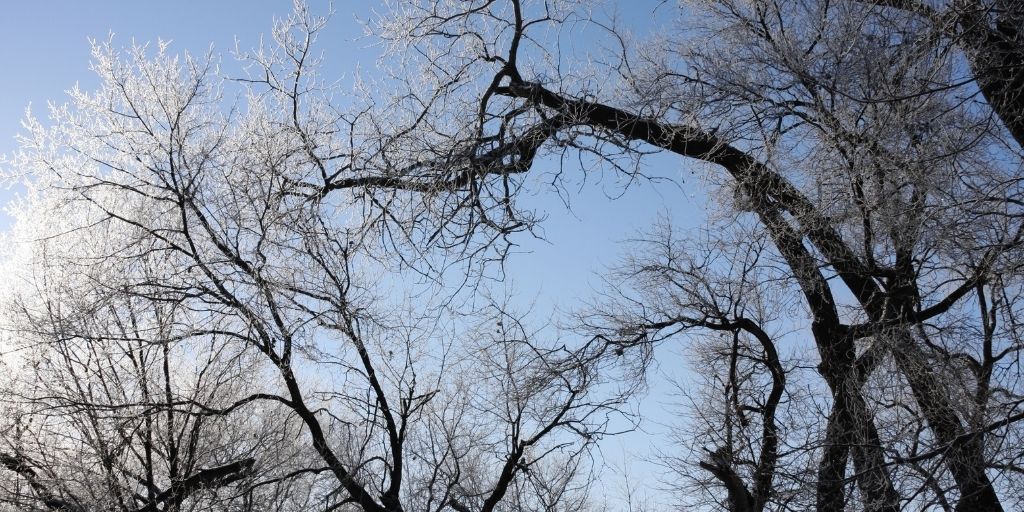 Deciduous trees in the winter, one of which is leaning significantly to the left.