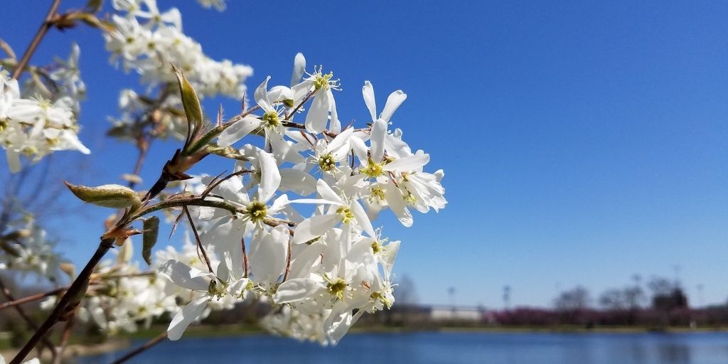 Allegheny Serviceberry is a New Jersey native tree that is a great alternative to the invasive Bradford pear tree.