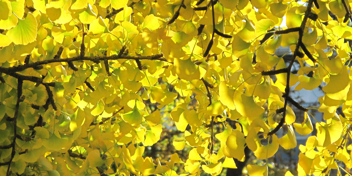 Alpine Ginkgo