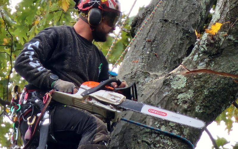 An Alpine Tree staff doing tree removal.