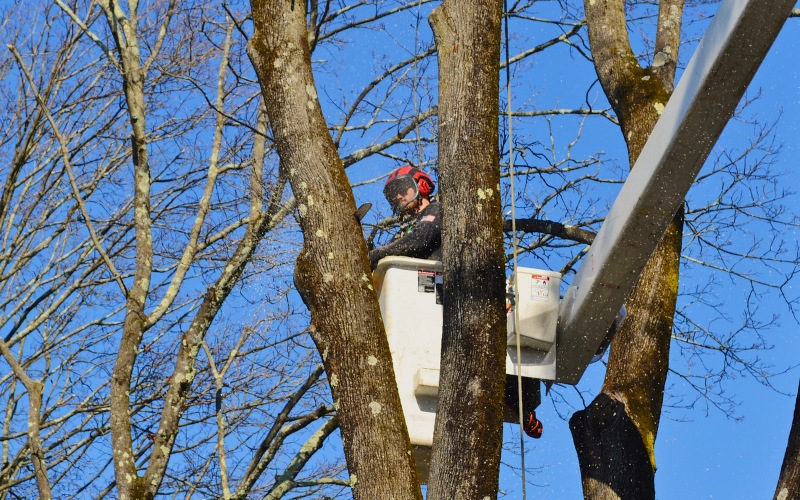 Alpine-Montclair-LSP-section-image-crew-bucket-tree