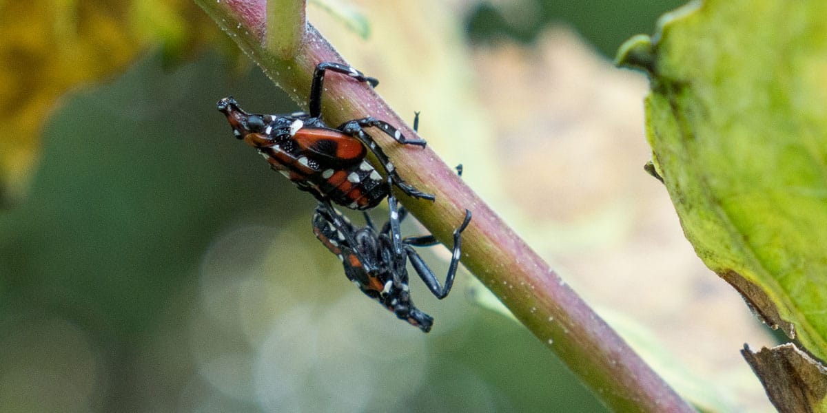 Spotted lanternfly nymphs on a plant stem. They are red and black and have white dots