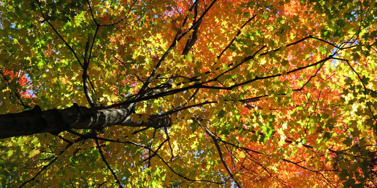 Alpine Sugar Maple