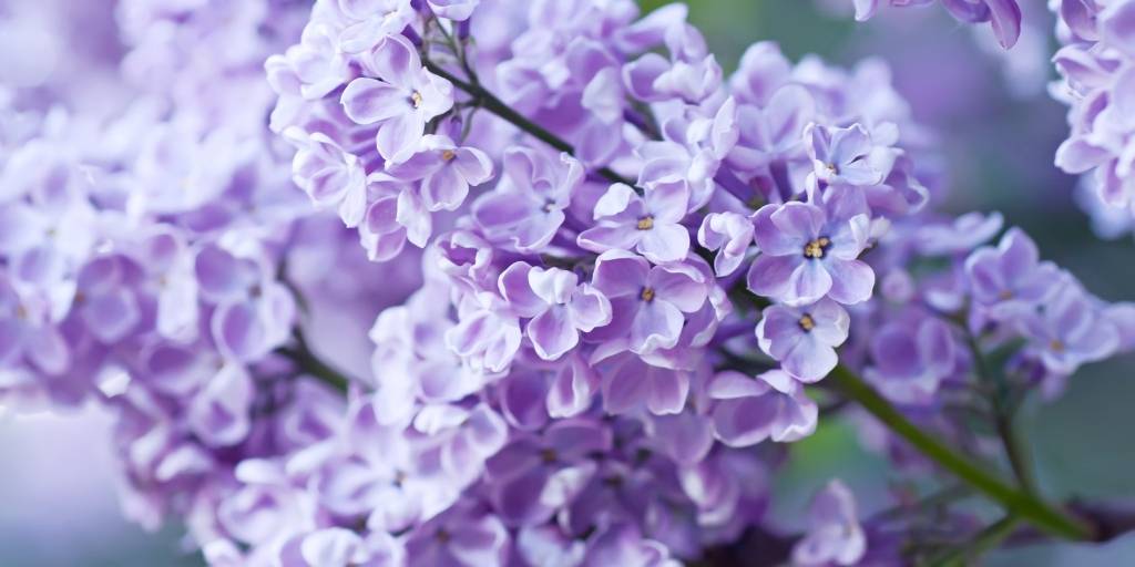 lilac blossoms