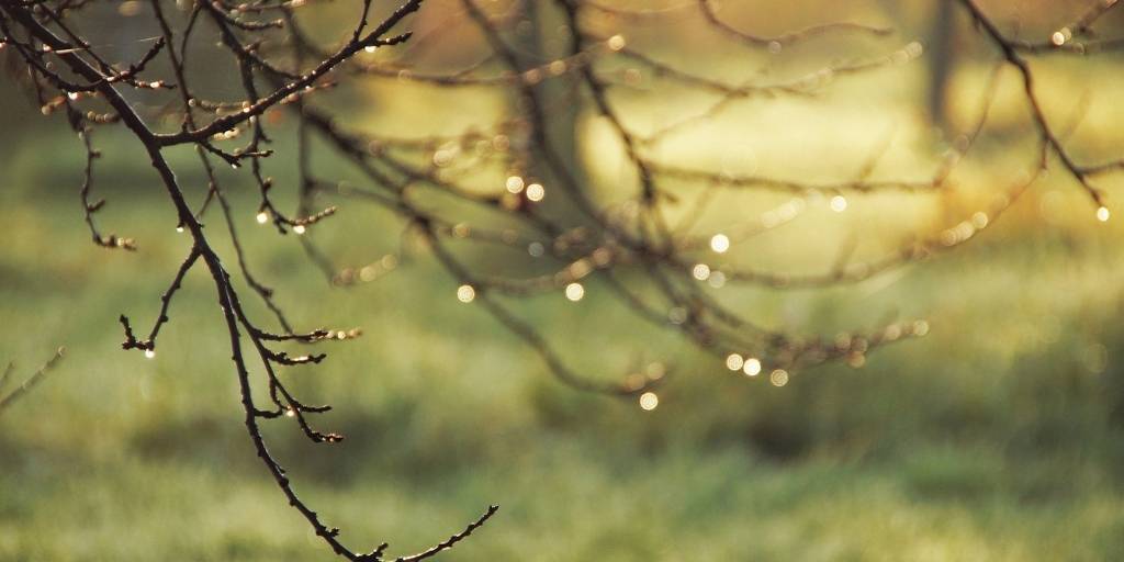 rain drops hanging on branches in spring