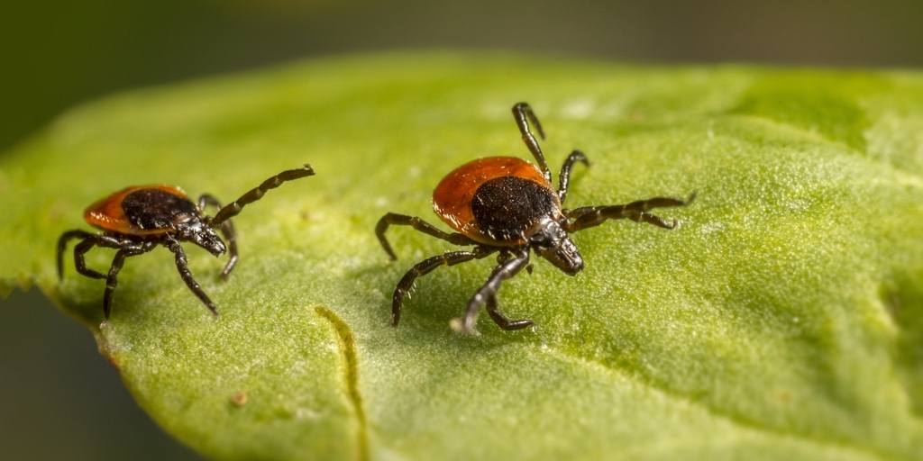 two ticks running across a leaf