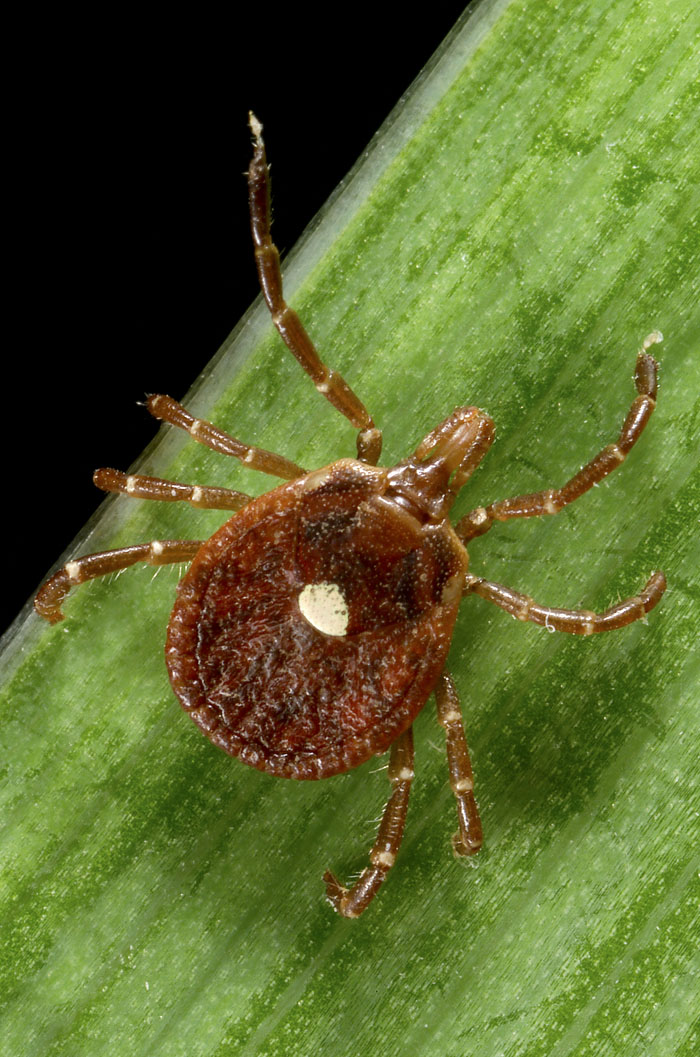 Close-up of a lone star tick on a plant stem