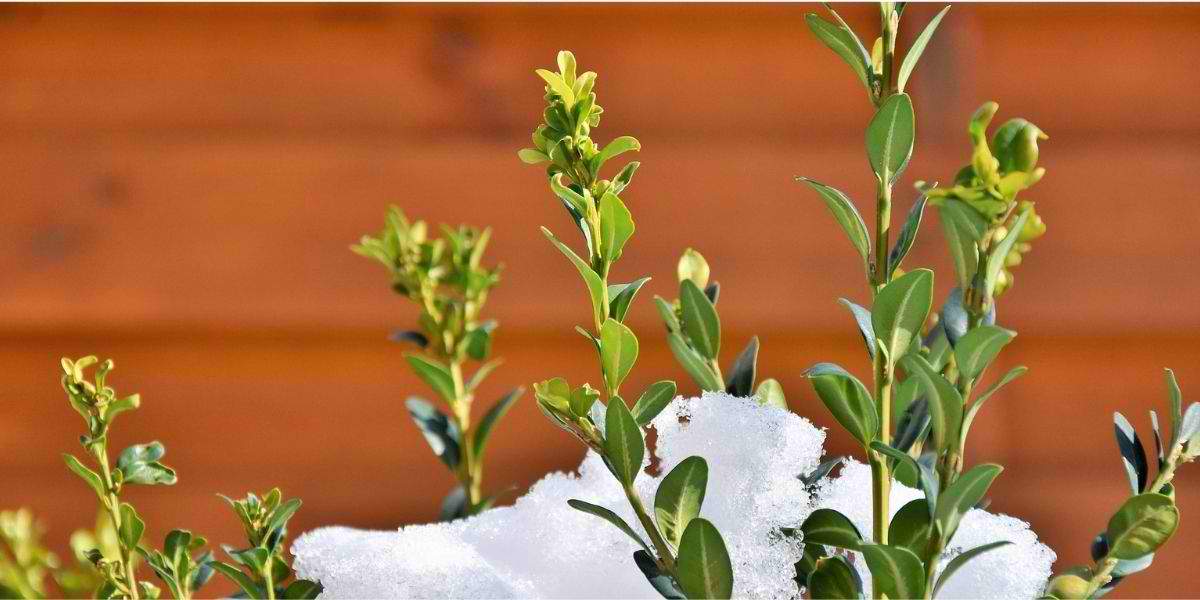 Healthy boxwood shrubs with snow cover, providing natural winter protection in front of a building in New Jersey.
