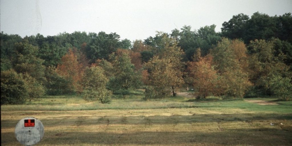 A grove of pin oaks shows signs of oak wilt.