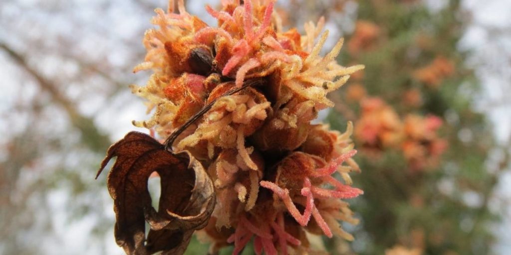 cedar apply rust gall