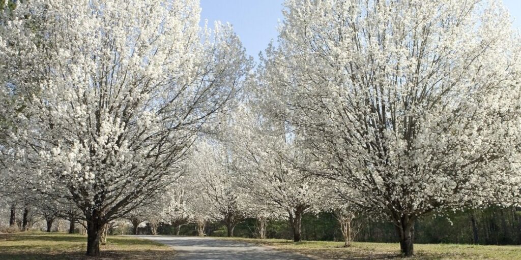 Callery or Bradford Pear trees line a road in a New Jersey-area park.