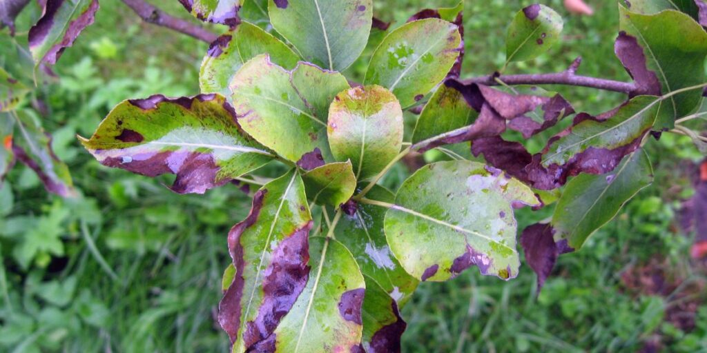 Burnt-looking leaves are signs of fire blight on a pear tree in New Jersey.