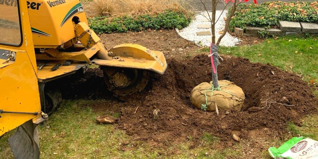 A planting hole with a burlap-wrapped tree ready to be planted by the Alpine Tree team on a New Jersey property.