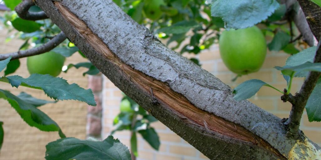 A long frost crack on an apple tree in New Jersey.