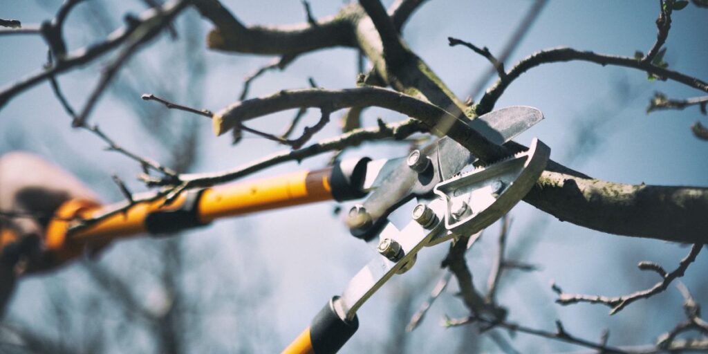 A lopper is used to prune a fruit tree in New Jersey during the winter or dormant period.