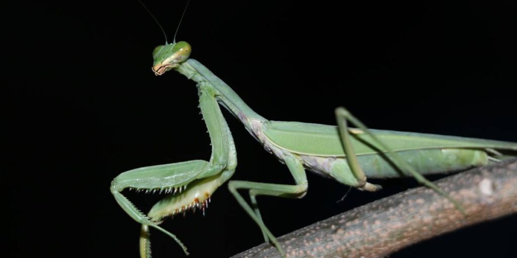 A large, green praying mantis with spiny front legs sits perched on a small branch in front of a black background.