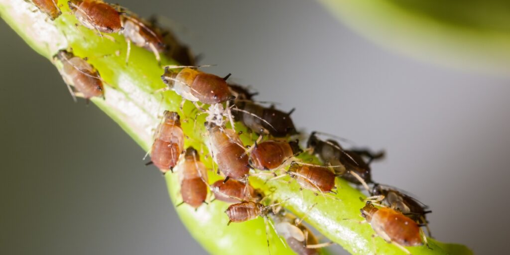 aphips on branches of a tree during spring