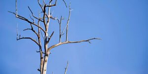 A tree during winter without leaves and showing signs that needs watering with a clear blue winter sky behind.