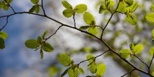 The newly sprouted leaves of a beech tree.