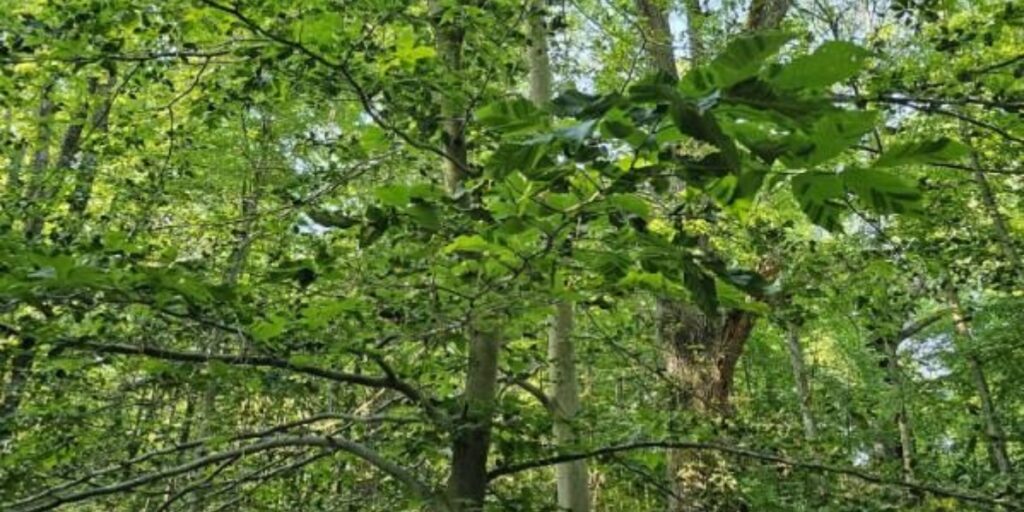 A forest with beech trees showing signs of beech leaf disease in Morristown, New Jersey.