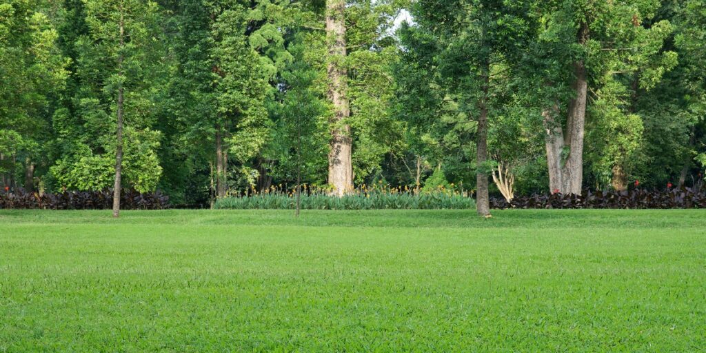 A yard in Morris Township with trees in danger of damage from scale insects.