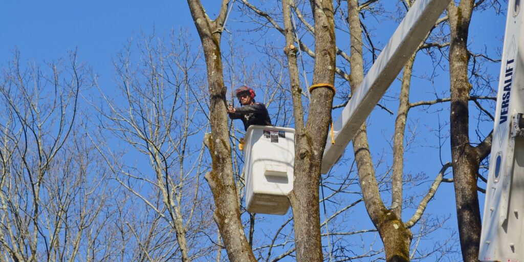 A professional arborist pruning tree branches from white bucket truck on clear winter day.