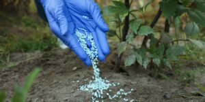 A gloved hand sprinkles blue granular fertilizer pellets onto the soil at the base of a young plant.