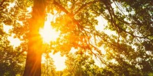 Sunlight burns through the canopy of a mature tree on a hot summer afternoon.