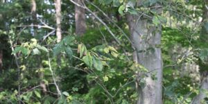 A mature beech tree canopy showing thinning foliage and early signs of beech leaf disease damage in a forest setting. (Photo courtesy of USFS_Eastern_Region, Public domain, via Wikimedia Commons)