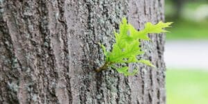 A small cluster of bright green pin oak leaves emerges from the bark of a mature tree trunk in spring.