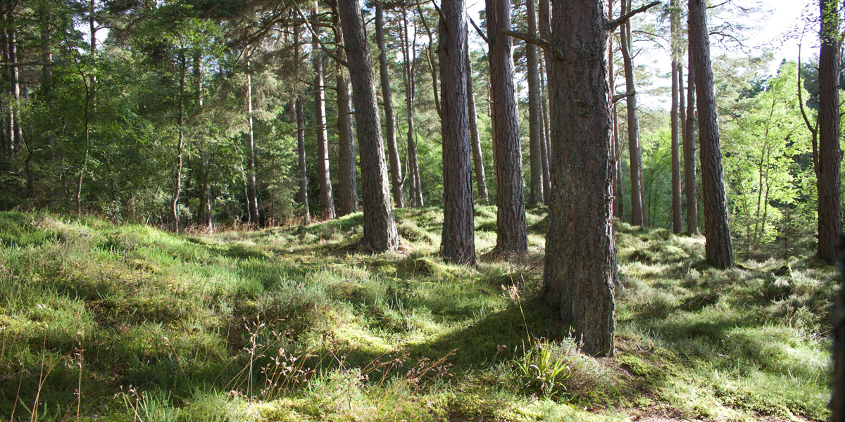 Trees in a forest