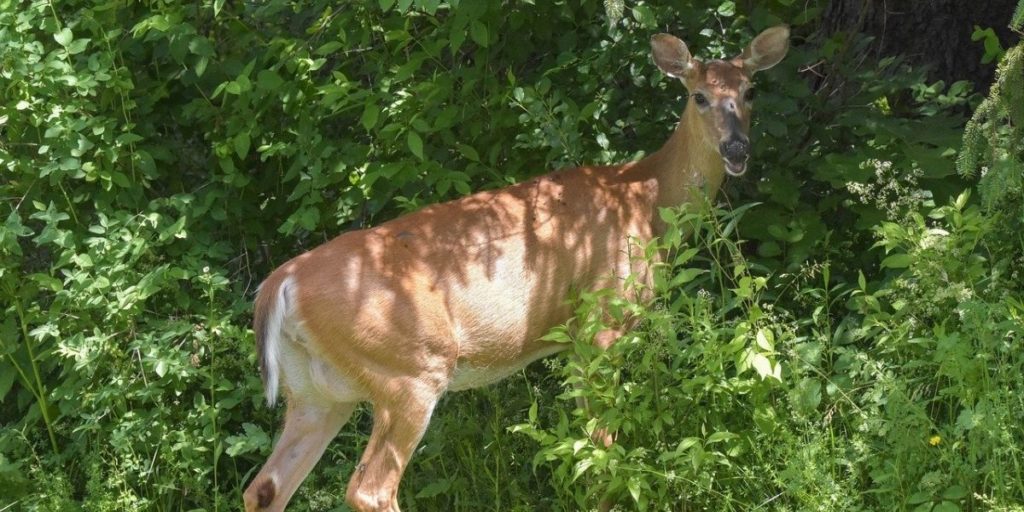 A whilte-tailed deer heading into a green wooded area