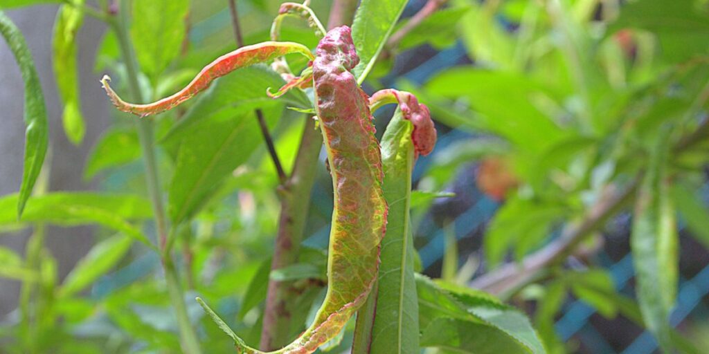 Peach leaf disease on a tree in New Jersey.