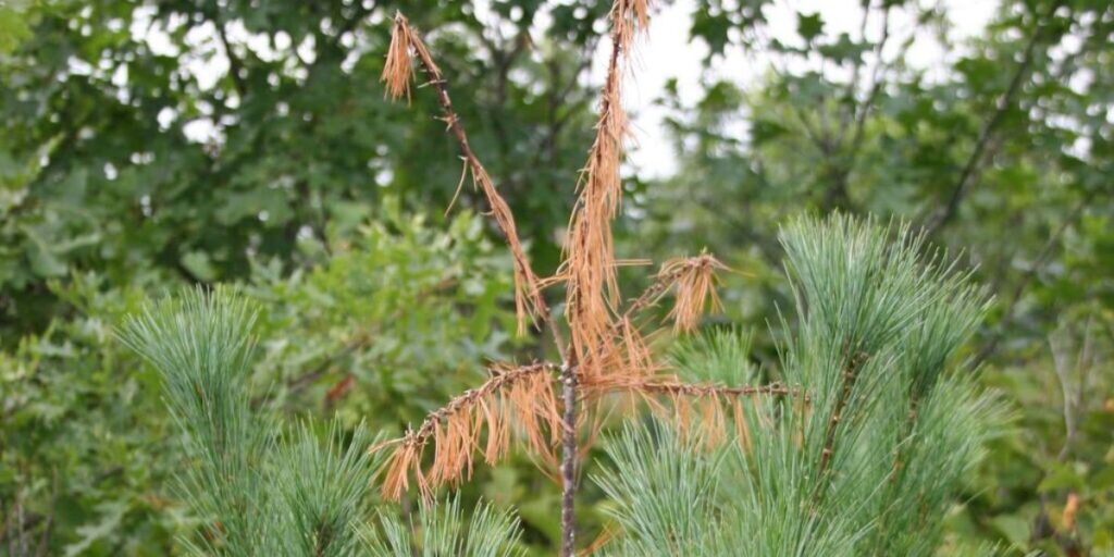 White pine weevil damage to a white pine. Image courtesy of Steven Katovich, Bugwood.org.