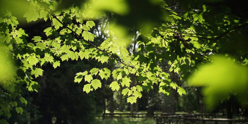 New green leaves on a maple tree in the Morristown area