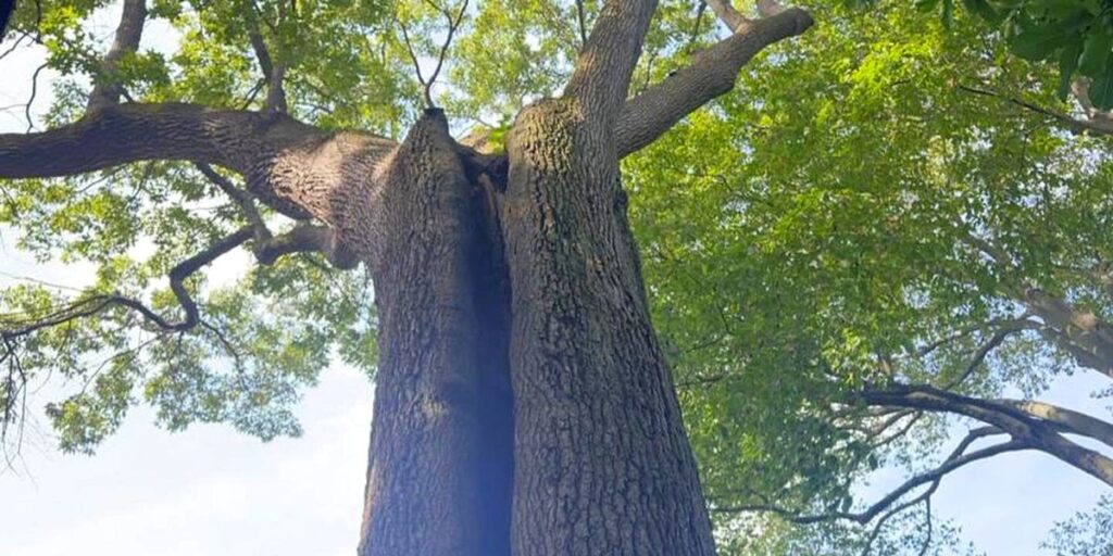 Looking up into the canopy of a large oak tree in New Jersey that was pruned by Alpine Tree.