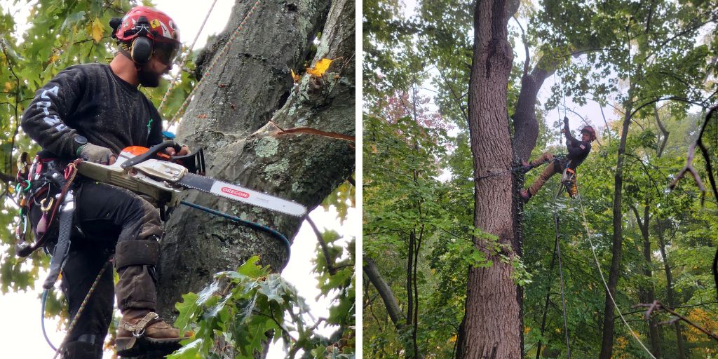 Alpine Tree Service climbers during tree removals in New Jersey.