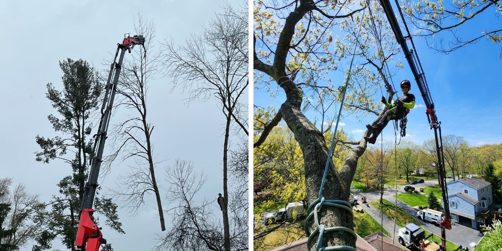 Two photos of Alpine Tree Service using their Tree-Mek robotic crane in New Jersey.