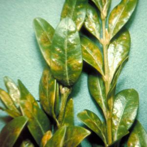 A boxwood leaf with the trademark blistering that comes from a leafminer infestation. 