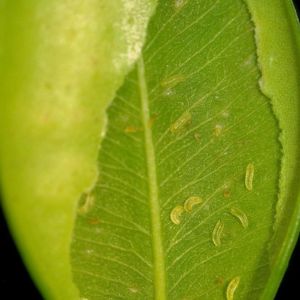 A Boxwood leafminer, a common pest in New Jersey