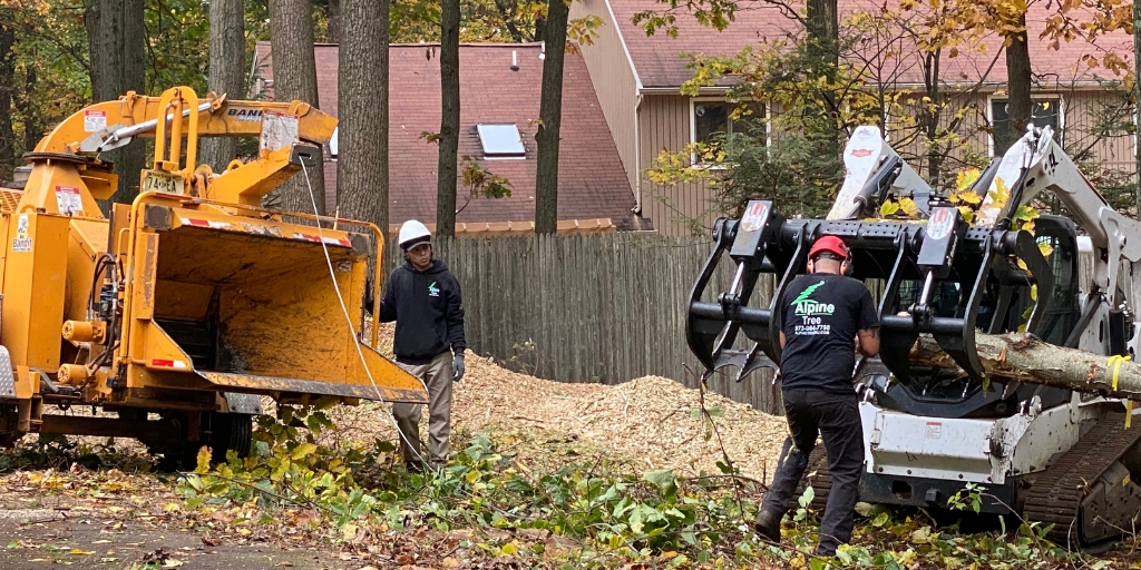 The team at Alpine Tree feeding debris from a tree removal into a wood chipper in Summit, New Jersey.