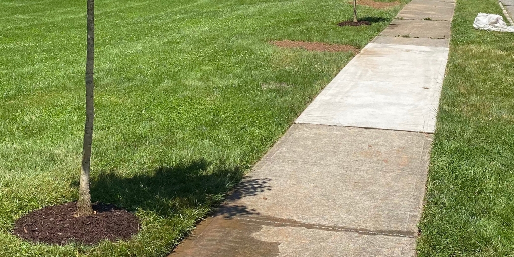 A tree planted near a sidewalk, surrounded by mulch in Bernardsville, New Jersey.