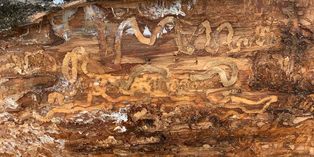 A close up of the trademark pattern left in dead ash trees by emerald ash borer in Morristown, NJ.