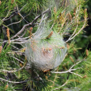 Bagworms