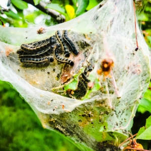 Eastern tent caterpillar