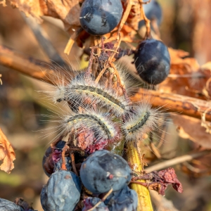 Fall Webworm